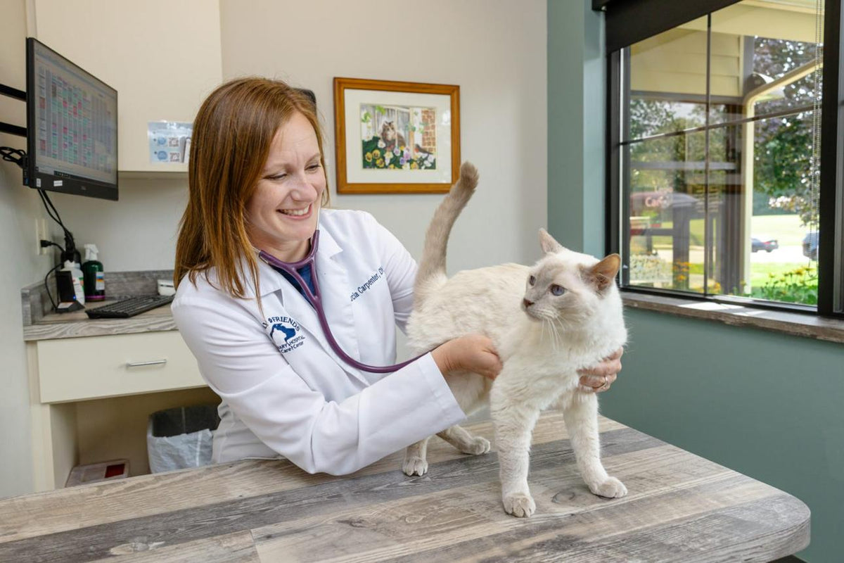 Are Cat Vaccines Safe? Benefits &amp; Risks