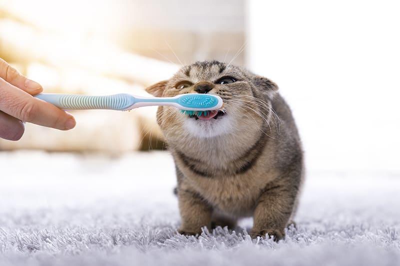 Best Cat Toothbrush &amp; Toothpaste: What to Look For
