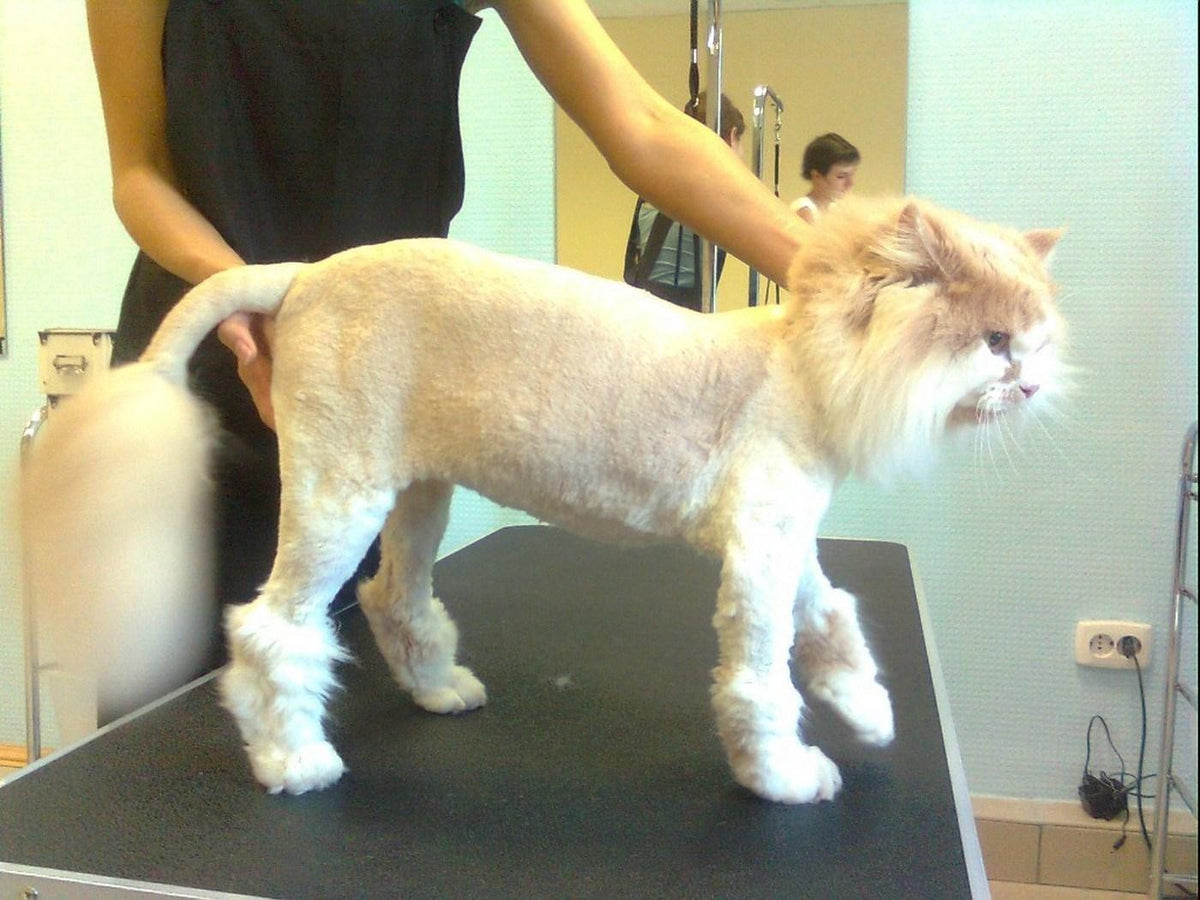 Can You Cut a Cat’s Hair? When It’s Necessary