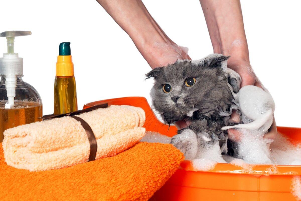 Cat Grooming Tools Checklist: Everything Your Cat Needs