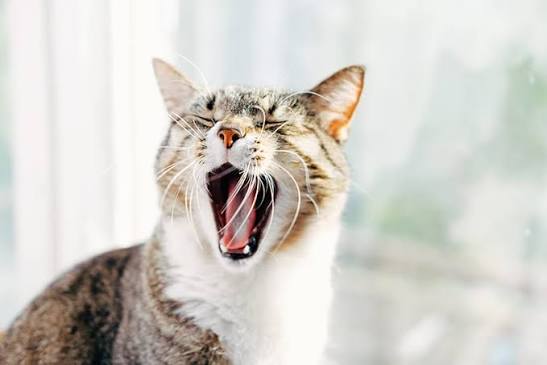 Cat Tooth Decay: Causes &amp; Prevention