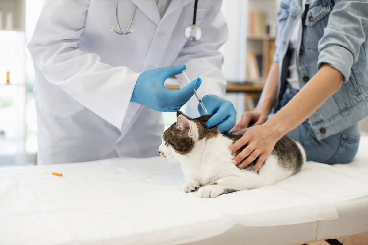 Cat Vaccination Guide Everything Owners Need to Know