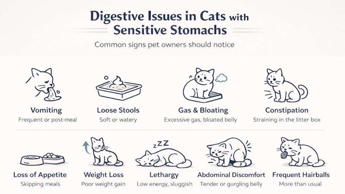 Common Cat Health Problems Every Owner Should Know