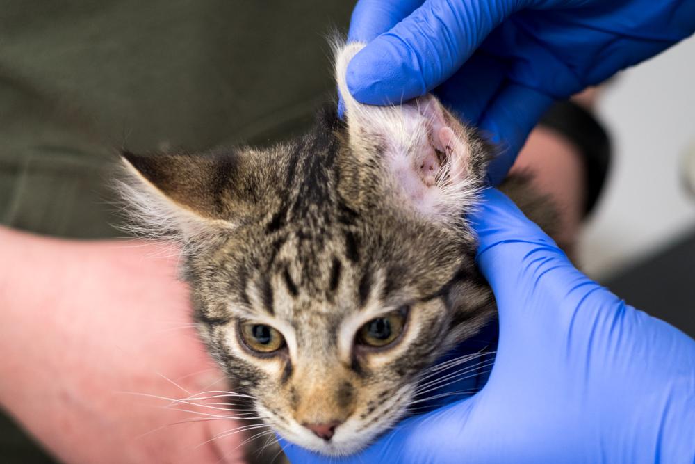 Ear Mites in Cats: Symptoms &amp; Treatment