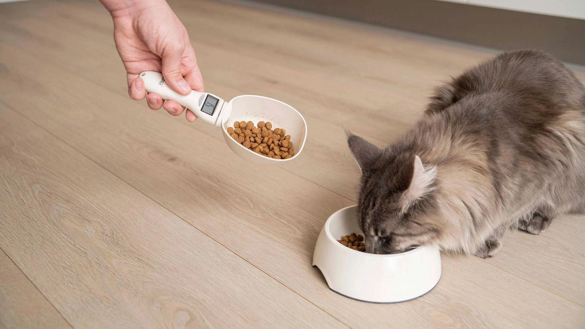 How Much Should You Feed a Cat? Complete Feeding Amount Guide