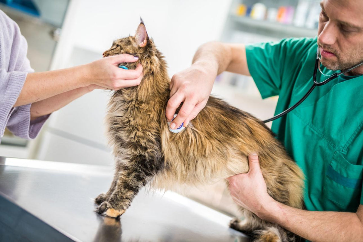 How Often Should Cats Be Dewormed? Complete Guide