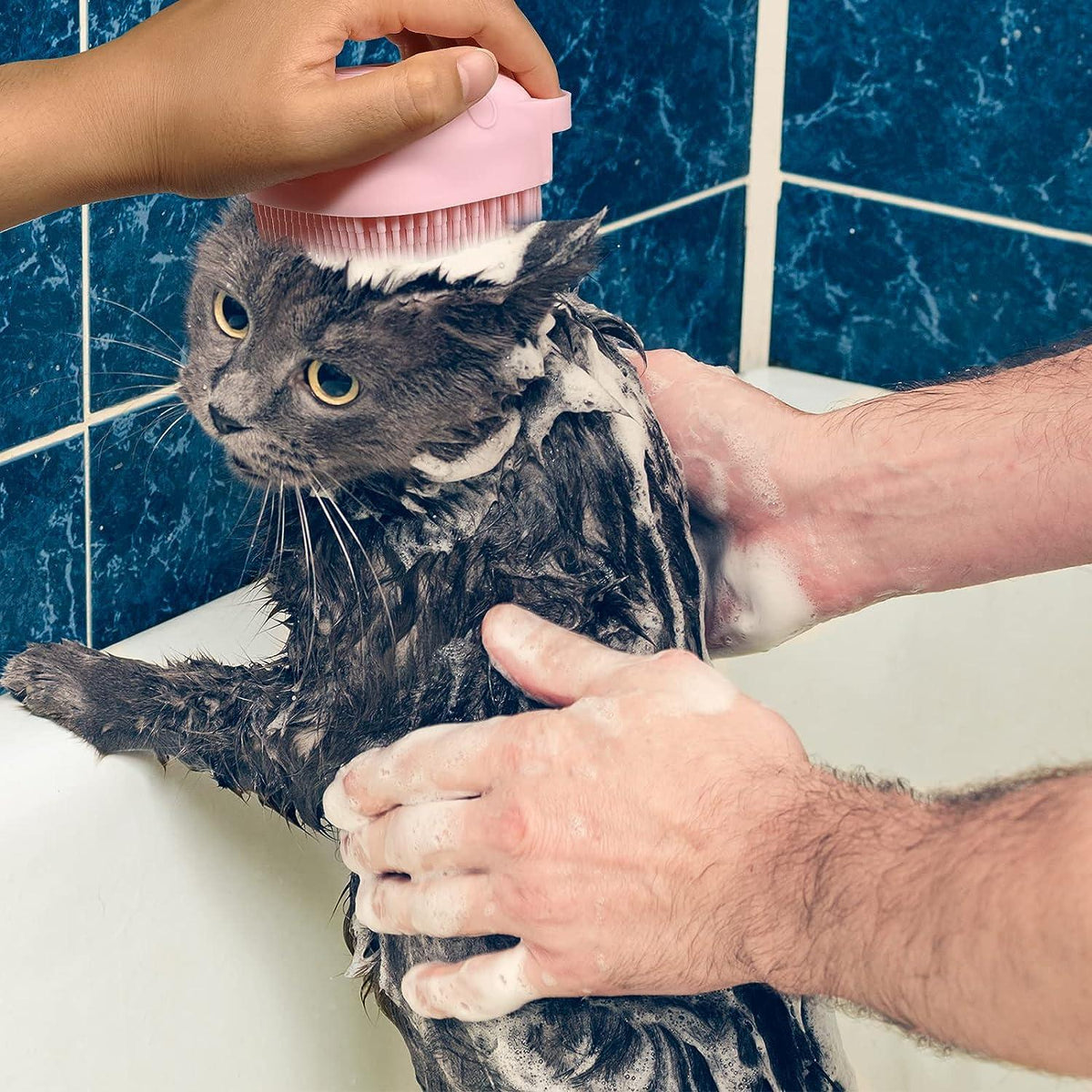 How to Bathe a Cat: Step-by-Step Guide