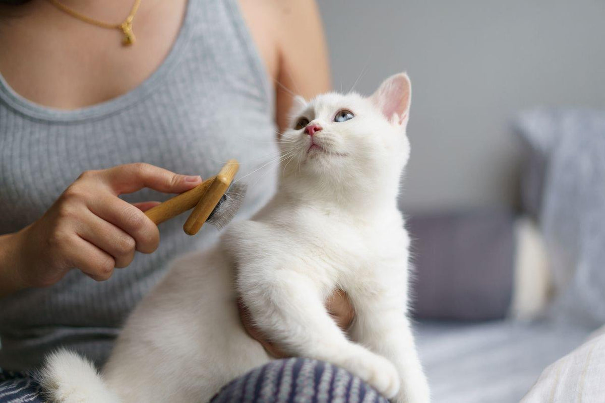 How to Groom a Cat Without Getting Scratched