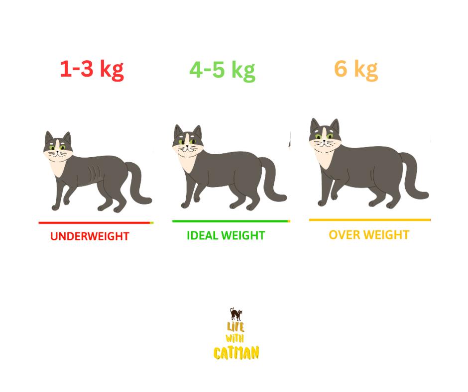 How to Help Your Cat Gain Weight Safely: Complete Guide