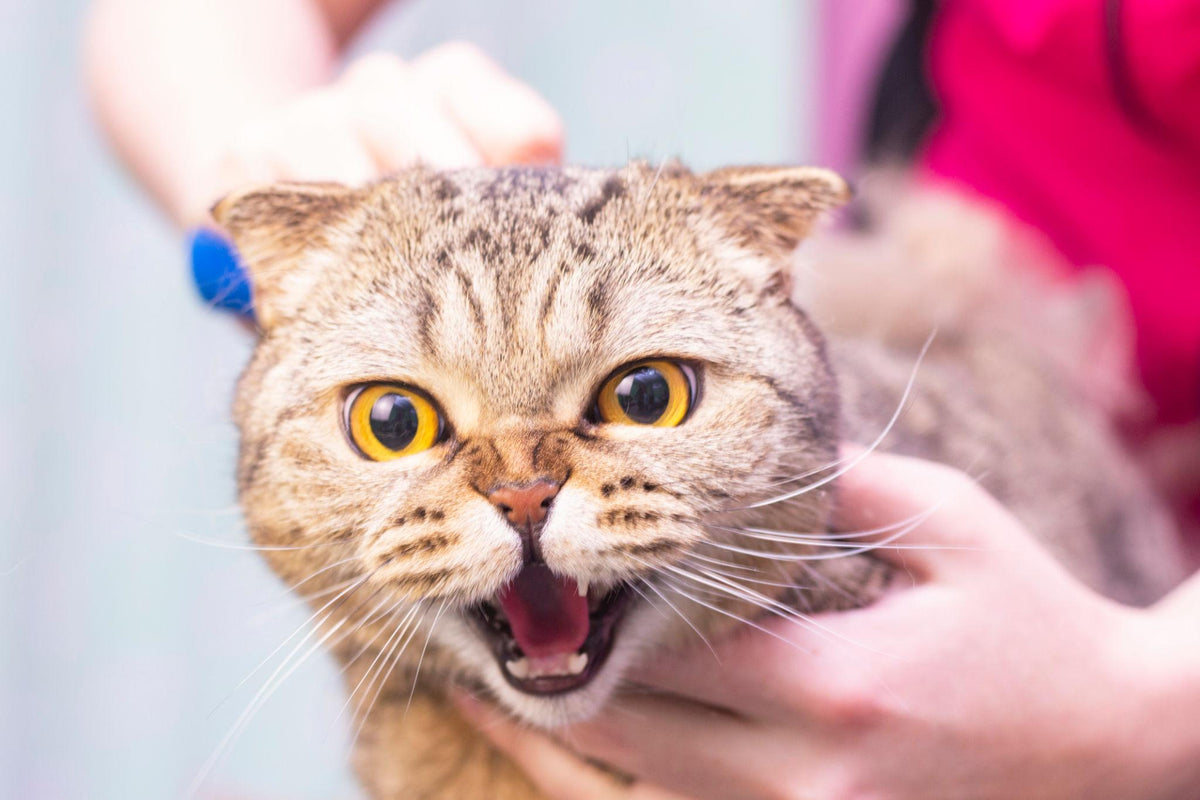 How to Make Grooming Less Stressful for Your Cat
