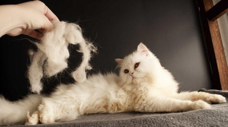 How to Prevent Hairballs in Cats: Grooming &amp; Diet Tips