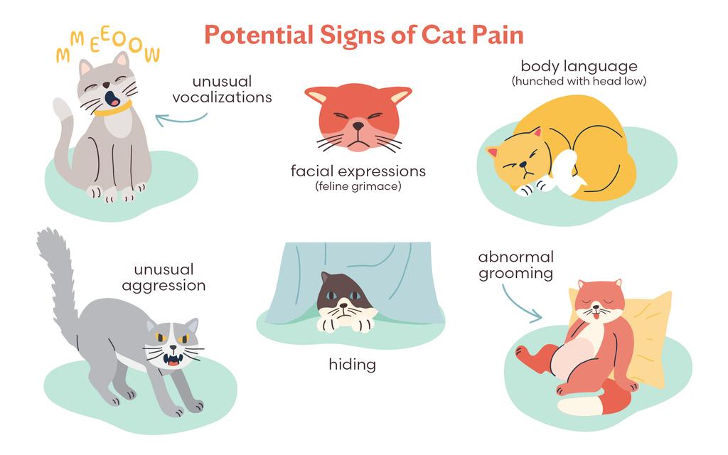 How to Tell If Your Cat Is in Pain: Signs, Causes &amp; What to Do