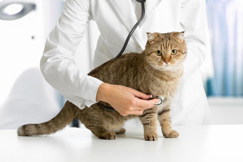 Indoor Cats: Do They Need Vaccines?