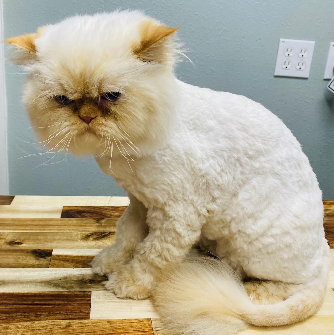 Should You Shave a Cat in Summer? Pros, Cons &amp; Safety