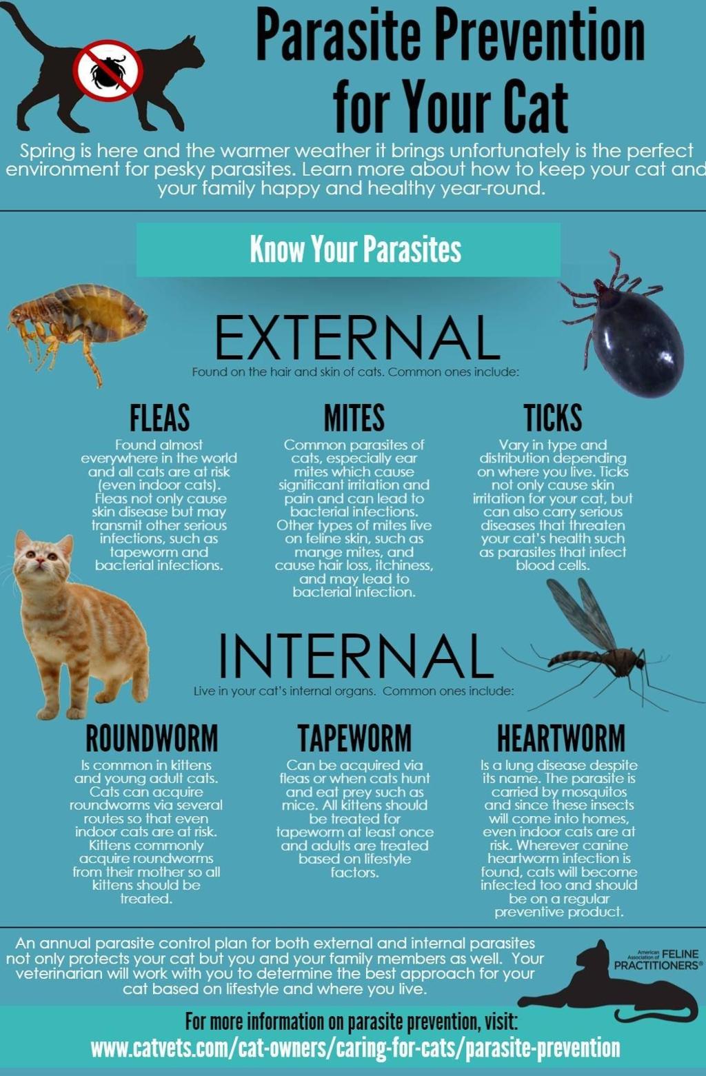 How to Prevent Parasites in Cats