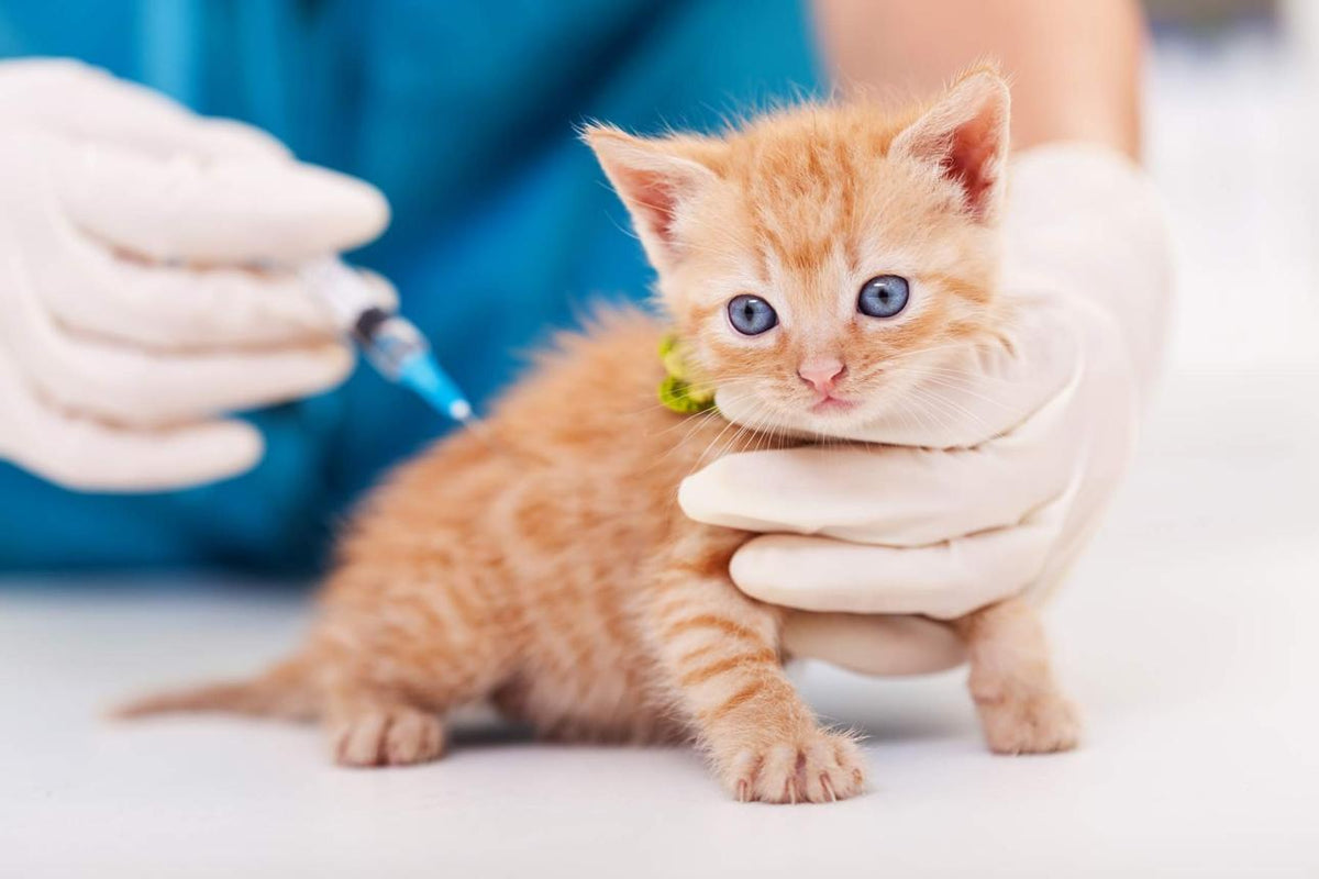 When Should Cats Get Vaccines? Complete Schedule