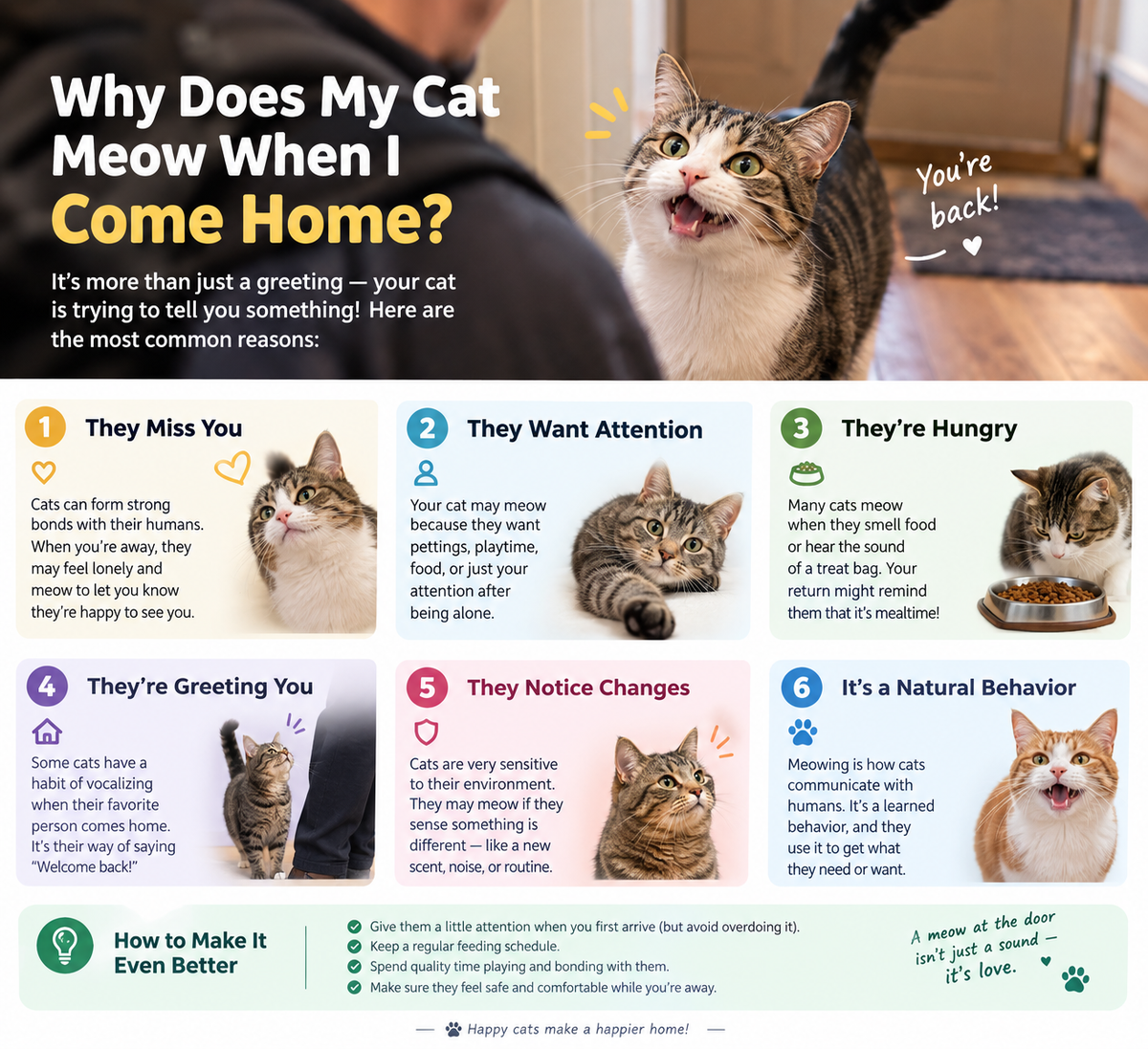 Why Does My Cat Meow When I Come Home?