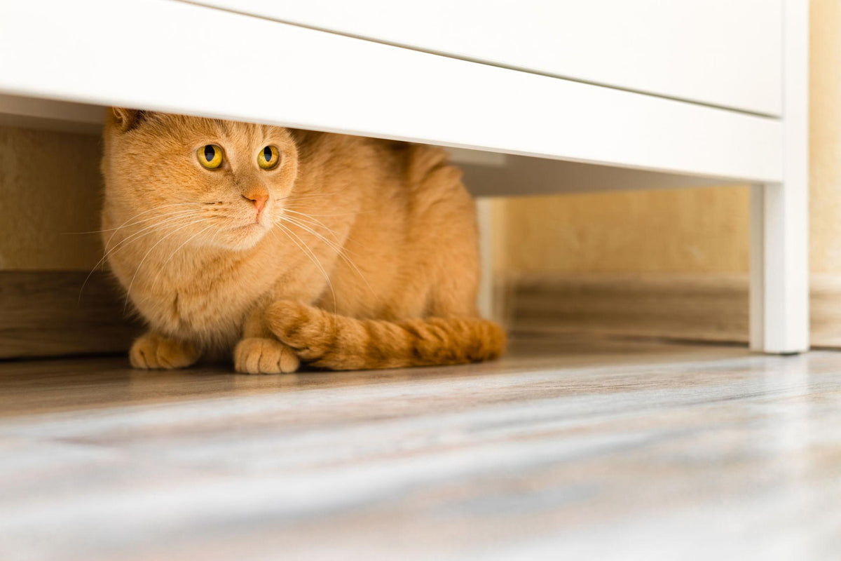 Why Is My Cat Acting Strange? Common Causes Explained