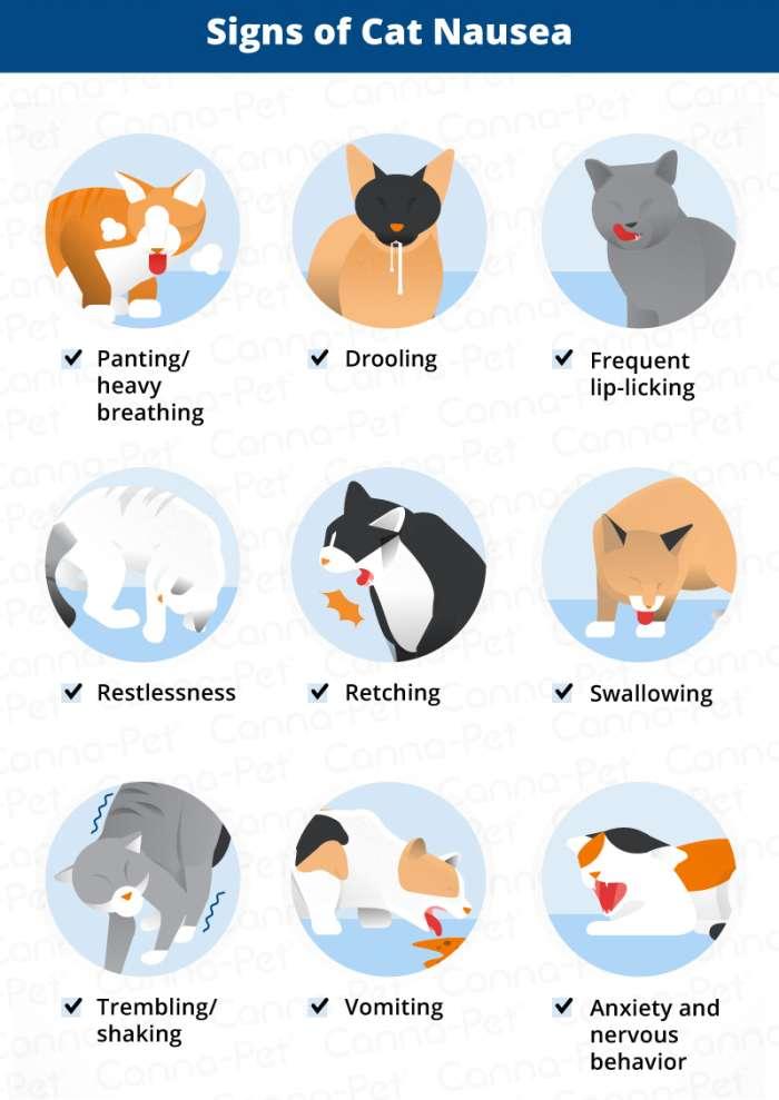 Why Is My Cat Drooling? Causes &amp; Health Concerns