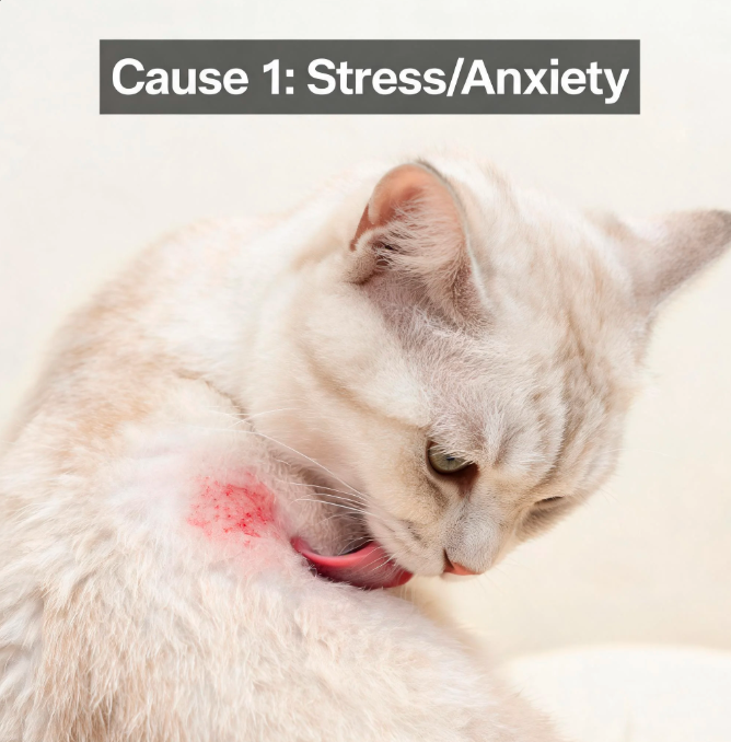 Why Is My Cat Losing Hair? Causes & Solutions