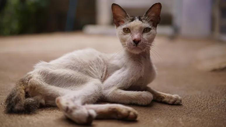 Why Is My Cat Losing Weight? Causes &amp; Solutions