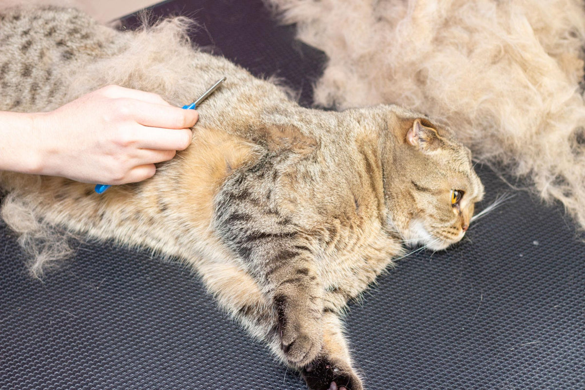 Why Is My Cat Shedding So Much? Causes &amp; Solutions