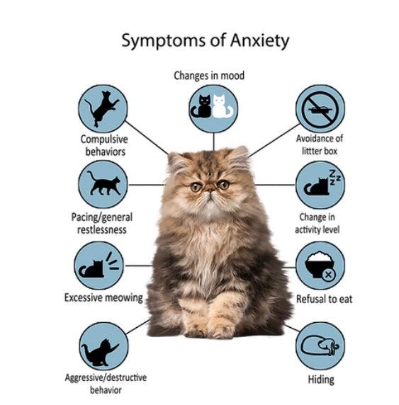 Why Is My Cat Vomiting? Causes &amp; When to Worry