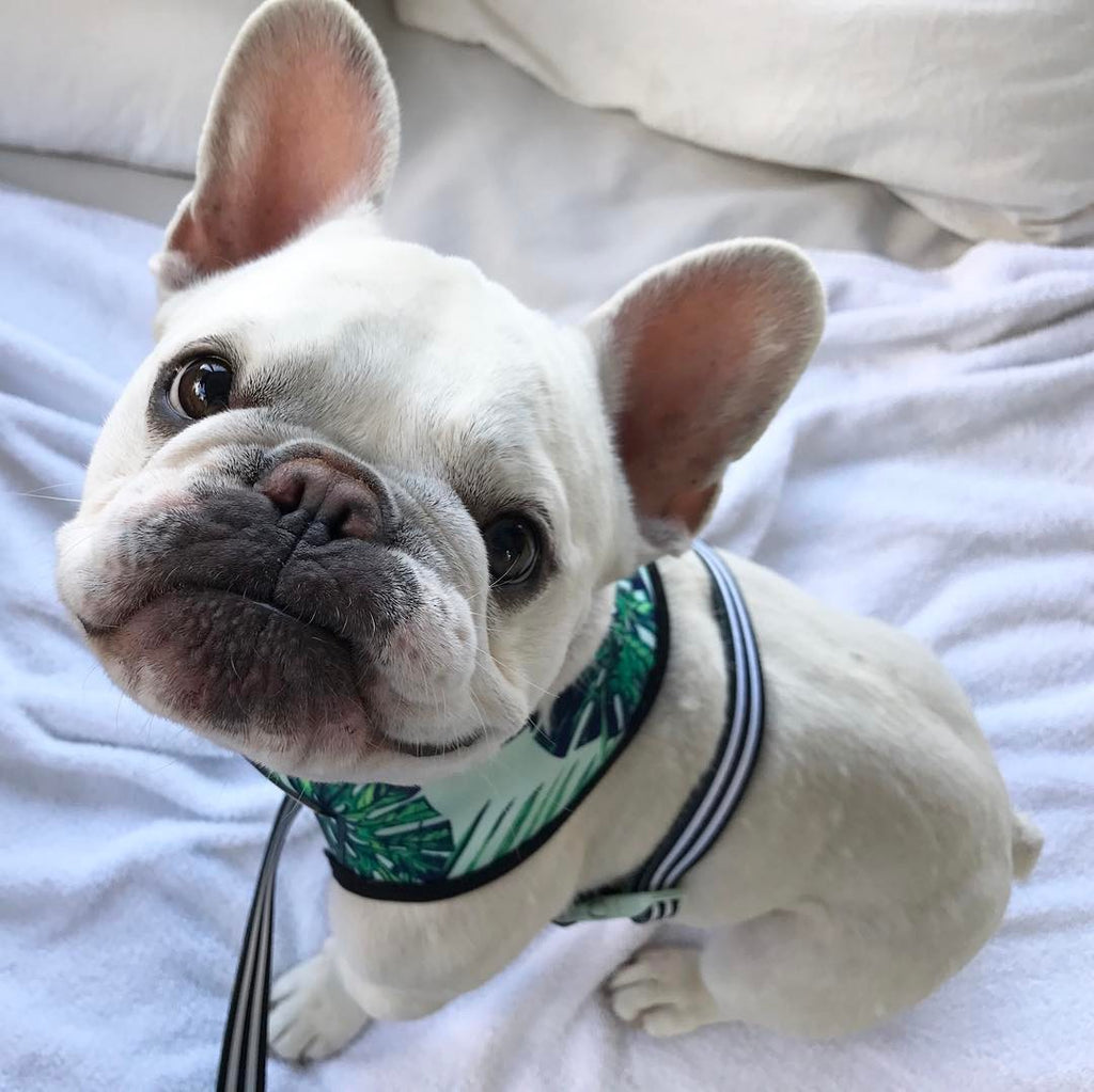 Breathable dog harness with secure buckle and adjustable straps