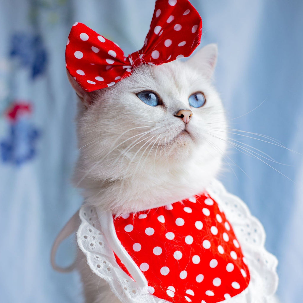 Cat wearing elegant lace bib collar decoration