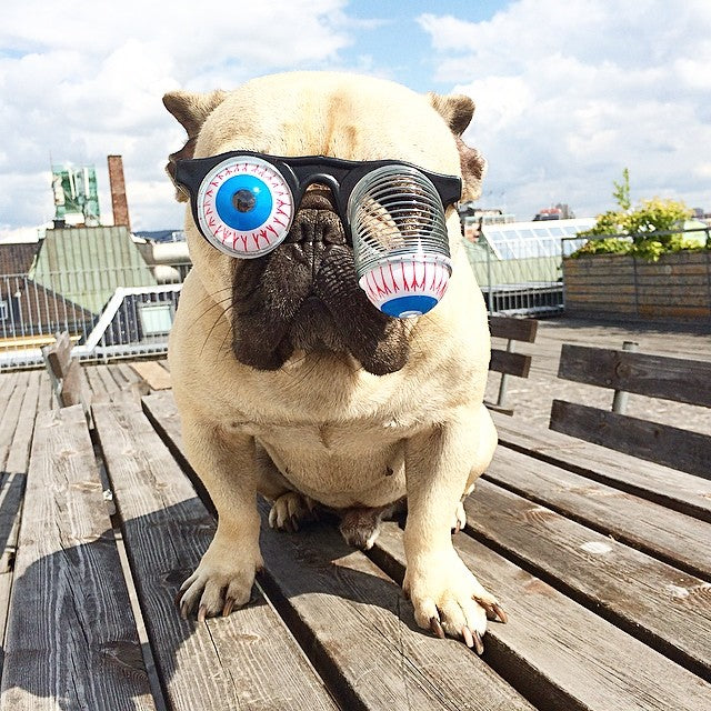 Funny Costume Glasses for Dogs and Cats