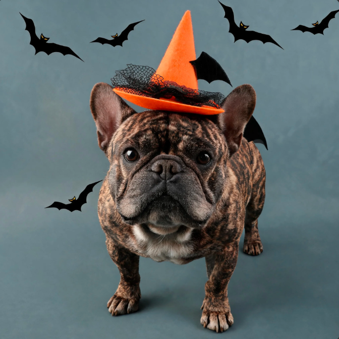Halloween Pet Hat | Cute Dog & Cat Halloween Costume Accessory for Festive Photos