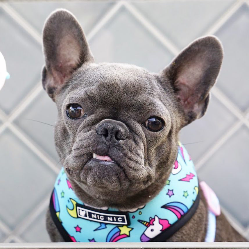 Reflective dog harness for safe evening walks and outdoor adventures
