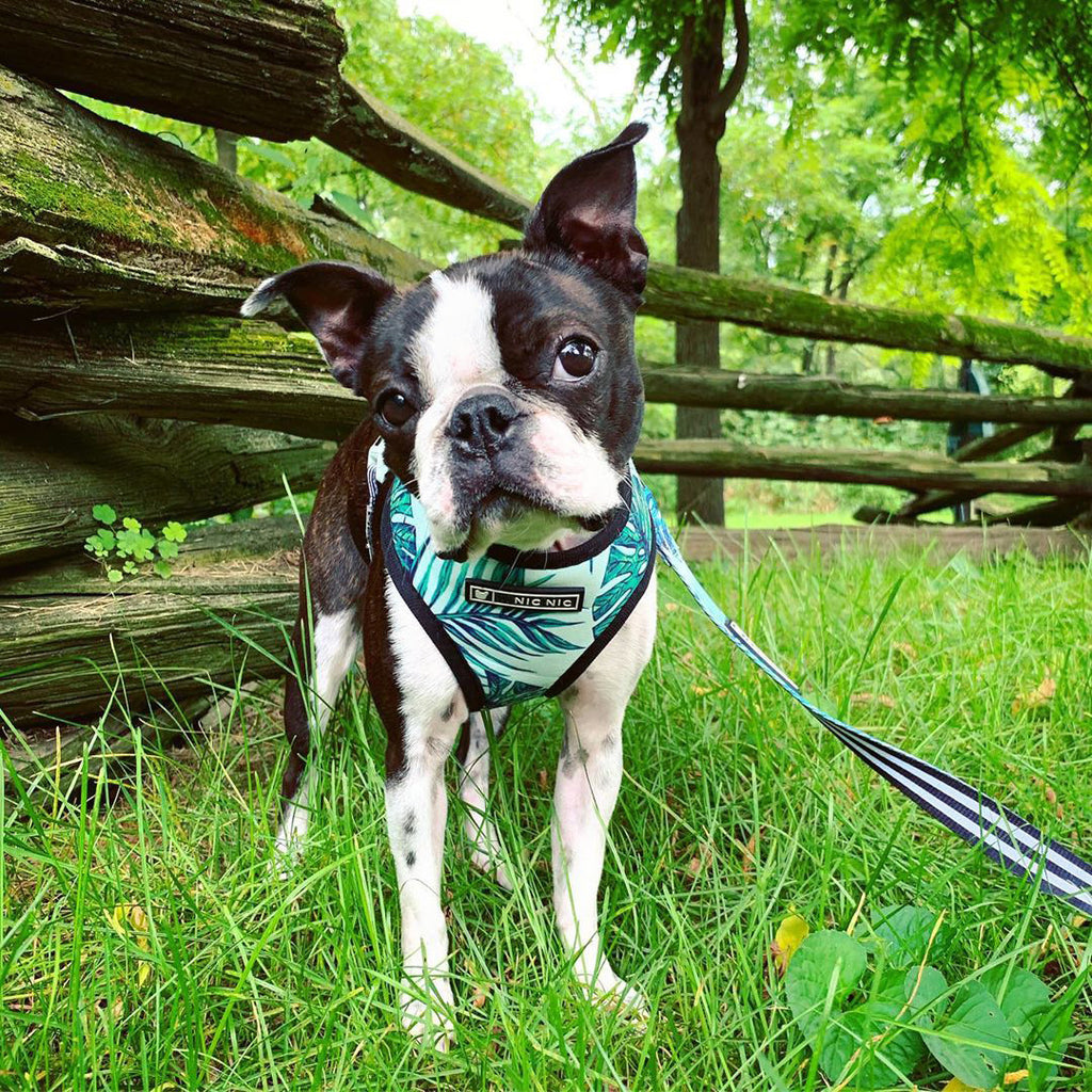 Small dog wearing a comfortable walking harness outdoors