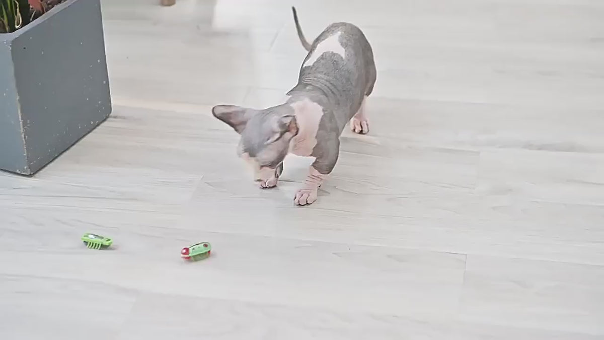 Electric Wiggling Insect Cat Toy | Interactive Jumping Bug Toy for Cats & Kittens