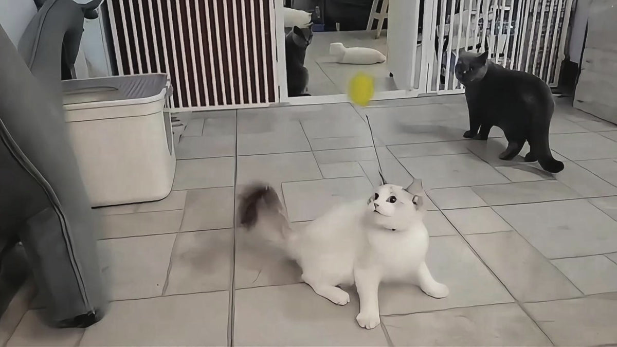 Feather Wand Cat Toy | Interactive Teaser Stick for Kittens & Indoor Cats